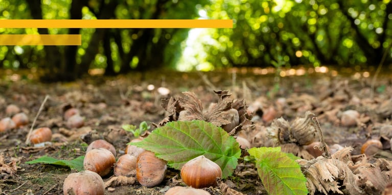 Ferrero Group closes 2,600-hectare Australian hazelnut farm in response to climate conditions