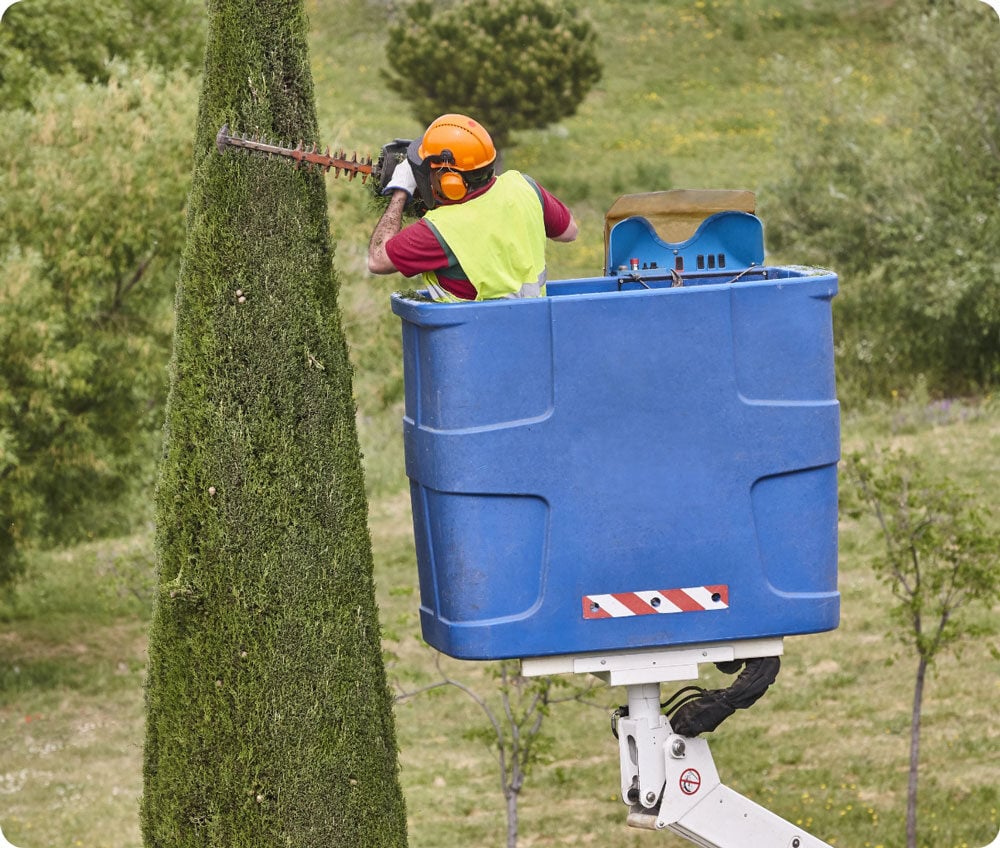 gardener-pruning-a-cypress-with-a-chainsaw-and-a-c-2023-11-27-04-56-17-utc2