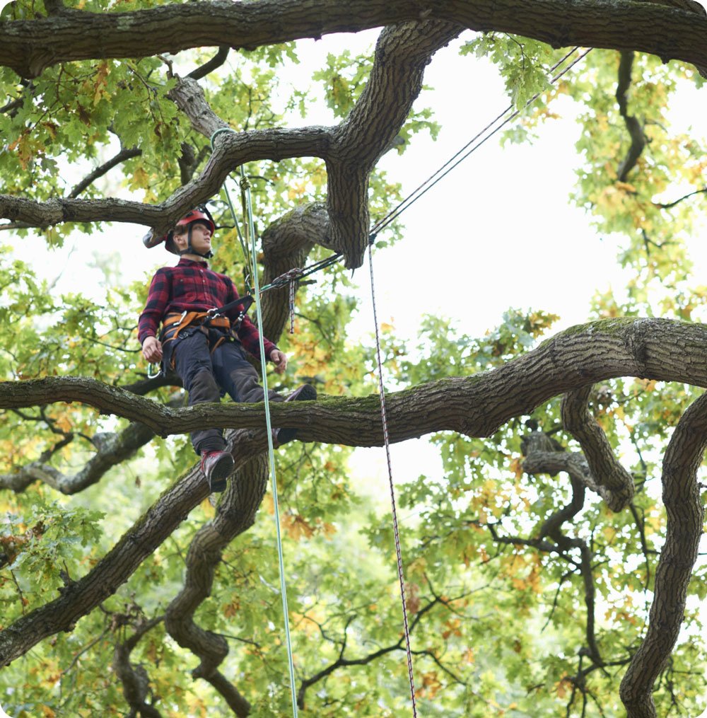 trainee-teenage-male-tree-surgeon-standing-on-tree-2023-11-27-05-19-44-utc2
