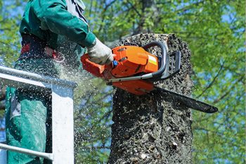 Chainsawshrunkmatched Chainsawshrunkmatched