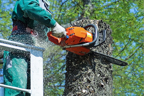 Chainsawshrunkmatched